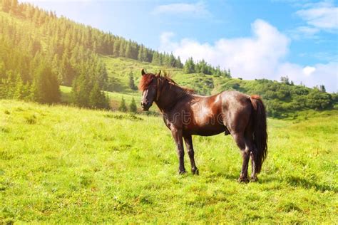 Cavalo Que Pasta No Pasto Luz Do Sol Imagem De Stock Imagem De