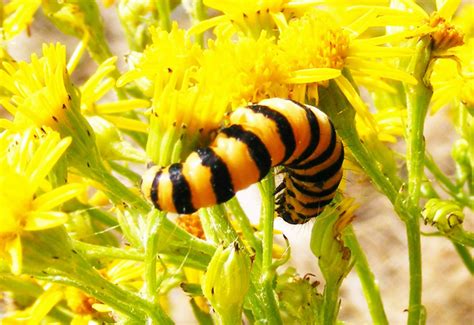 Cinnabar Moth: All You Need to Know for Identification and Habitat ...