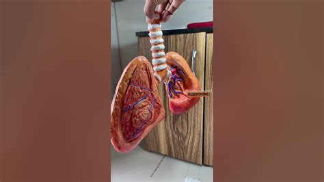 Respiratory System Working Model Lungs 🫁 Working Model Biology Science Short Nakulsahuart