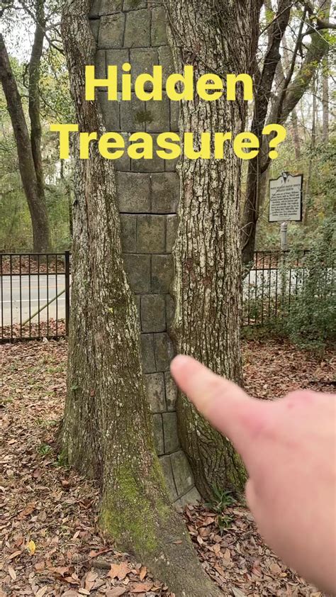 Hidden Treasure inside a tree?!?!? Why is there a wall inside these? If ...