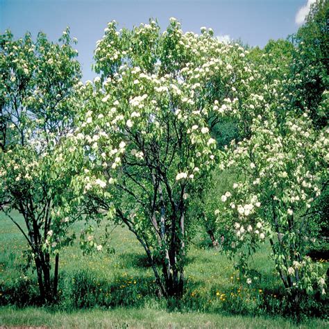 Viburnum Rufidulum Southern Blackhawk Siteone