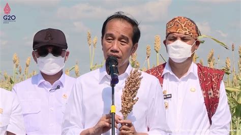 Presiden Jokowi Tanam Bibit Dan Tinjau Panen Sorgum Sumba Timur 2