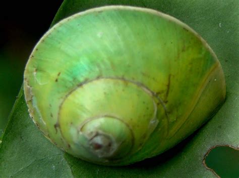 Nature-In general: Green Snail