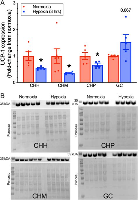 Naked Mole Rat Brown Fat Thermogenesis Is Diminished During Hypoxia