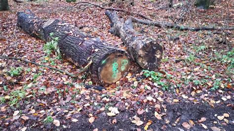 Schmerzhaftes Pussy Schlagen Im Wald Xhamster