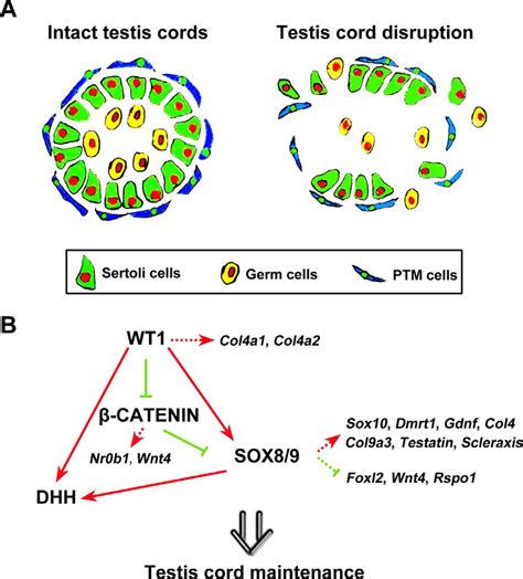 Wt1 Sox8sox9 B Catenin Dhh Network In Sertoli Cells Regulates Testis