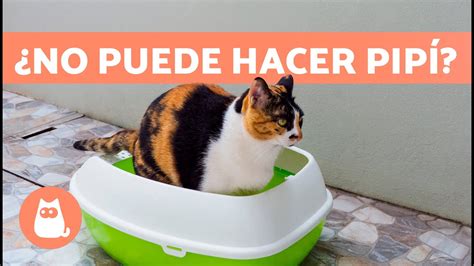 C Mo Identificar Los S Ntomas De Problemas Urinarios En Gatos Piensos