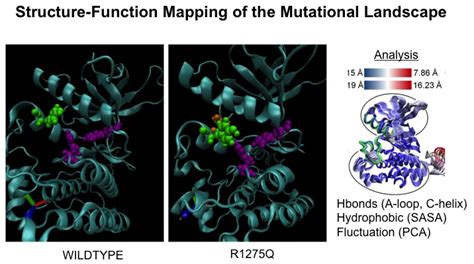 Radhakrishnan Lab Research