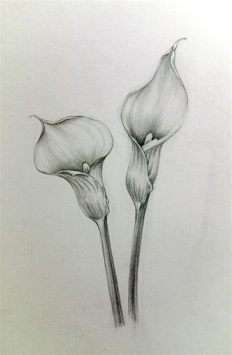 Flower Sketch Pencil Pencil Drawings Of Flowers Realistic Pencil