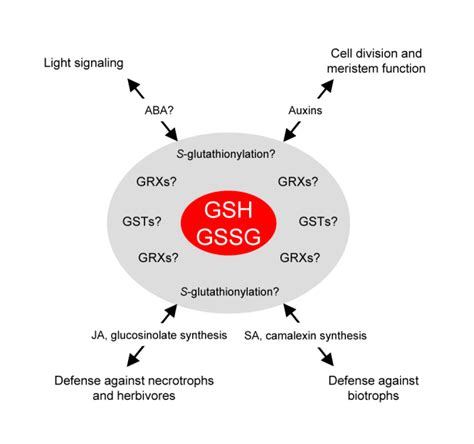 Glutathione PMC