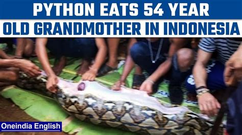 Python Eating Human Video