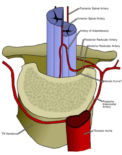 Artery of Adamkiewicz - Orthopedics Notes