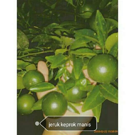 Jual JERUK KEPROK SIAM MADU Berbuah JERUK MANIS Shopee Indonesia