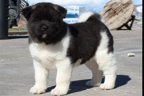 Little Bear Akitas - Akita Puppies For Sale - Born on 04/06/2019