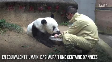 FEMME ACTUELLE Le plus vieux panda du monde est mort Vidéo Dailymotion