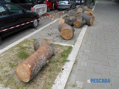 Taglio Dei Pini In Viale Regina Margherita