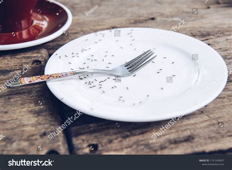 2181 Kitchen Ants Images Stock Photos And Vectors Shutterstock