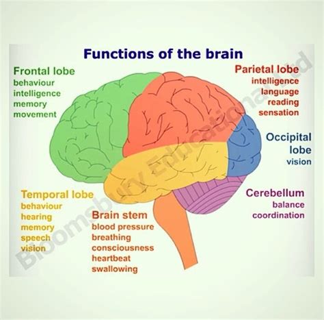 Parts Of The Brain And Its Functions Diagram Brain Human Fun