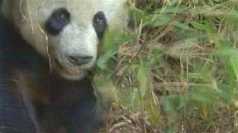BBC NEWS Science Nature Giant Panda Sex Secrets Revealed