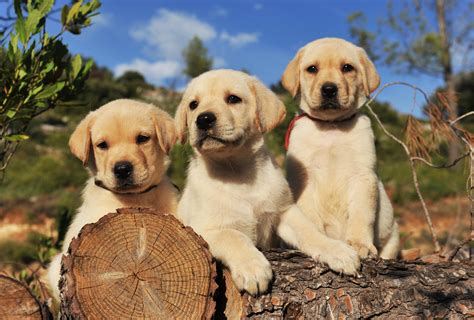 Labradors: The all-action dogs that are just as happy lazing on the