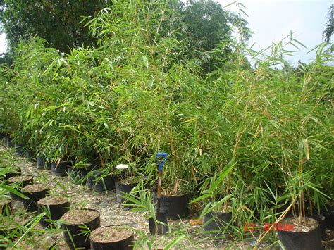 bamboo how to plant 7
