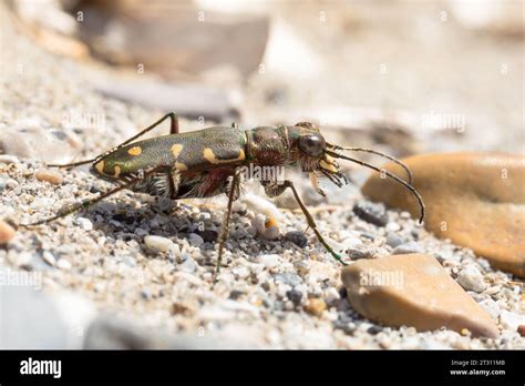 Littoral Tiger Beetle Hi Res Stock Photography And Images Alamy