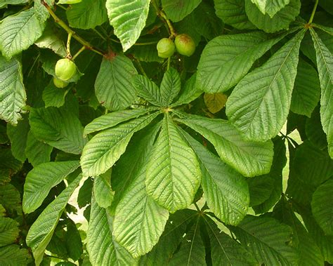 Aesculus Hippocastanum Gardensonline