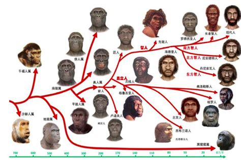 人类进化的六个阶段图 六个阶段表现六个不同进化探秘志