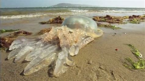 Des M Duses G Antes S Chouent Sur Les Plages Britanniques