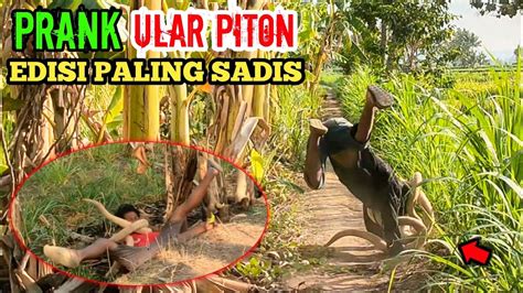 Prank Ular Piton Paling Extreme Super Lucu Dijamin Bikin Ngakak