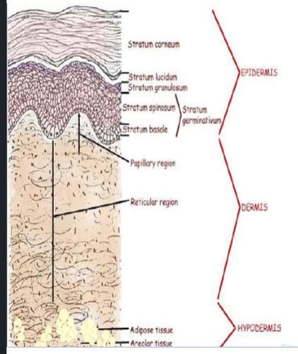 Histology Of The Skin Flashcards Quizlet