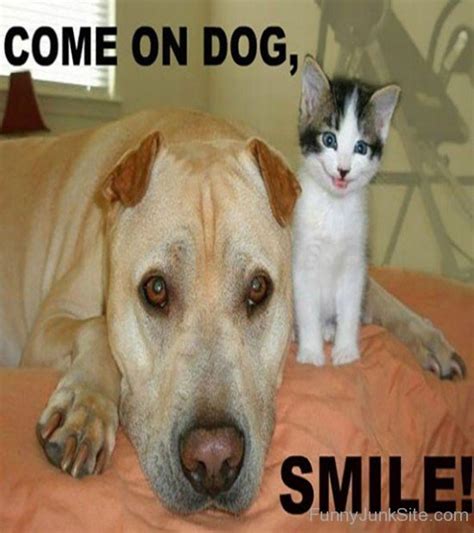 Funny Animal Pictures Funny Cat Pictures Funny Dog Pictures » Funny ...