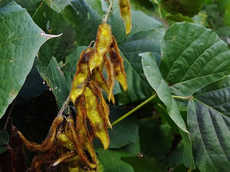 Maryland Biodiversity Project Kudzu Pueraria Montana Var Lobata