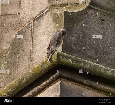 Peregrine Falcon Captured At St Georges Church Chorley Lancashire Hi