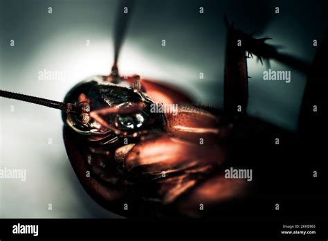 Roach Faces Death While Lying On His Back Stock Photo - Alamy