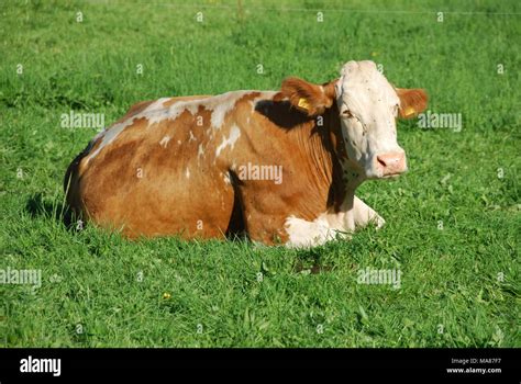 Simmental cows 1 Stock Photo - Alamy