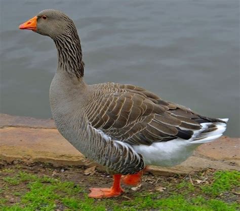 Toulouse Geese For Sale Waterfowl Hatchery Goose Waterfowl