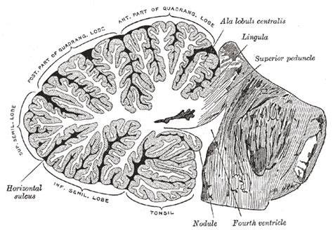 Arbor vitae (anatomy) - wikidoc