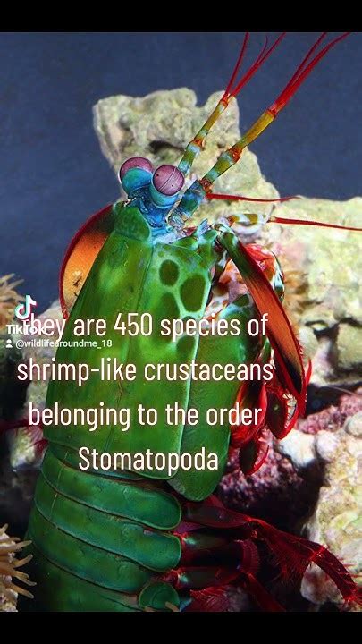 Animal Facts Peacock Mantis Shrimp 🦚🦞 Wildlifearoundme18 Tiktok