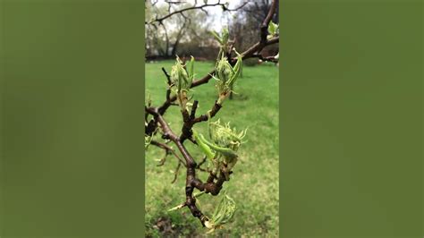 Груша показывает козу - YouTube