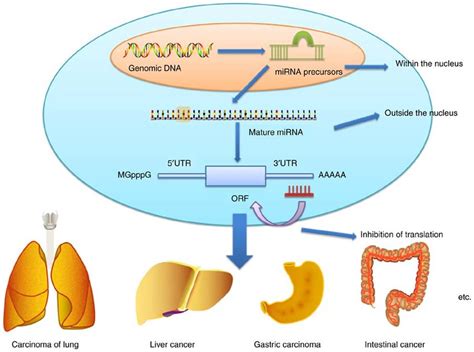 Mechanism By Which MiRNA Alters Gene Expression Via Inhibition Of