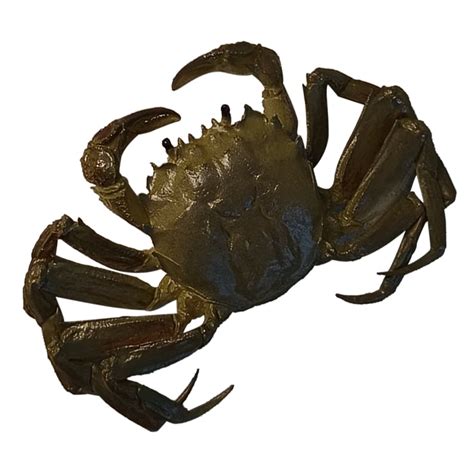 Fake Crab Model Lifelike Educational Fake Simulation Crab Artificial ...