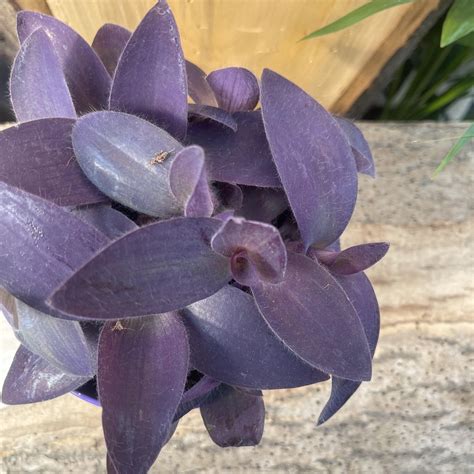 Tradescantia pallida - Purple queen