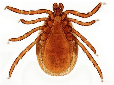 Male Lyme Disease Tick Photograph By Steve Gschmeissnerscience Photo Library Fine Art America