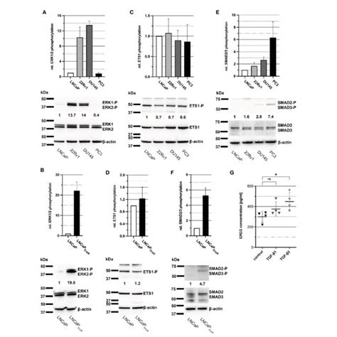 Morphology And Marker Gene Expression Of Lncap Cells After Adt And