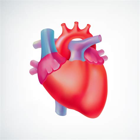 Mitral Valve Clip | Procedure and Recovery | Dr Mayur Jain