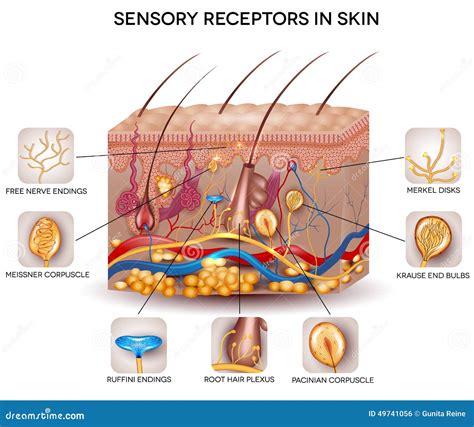sensory receptors   skin stock vector image
