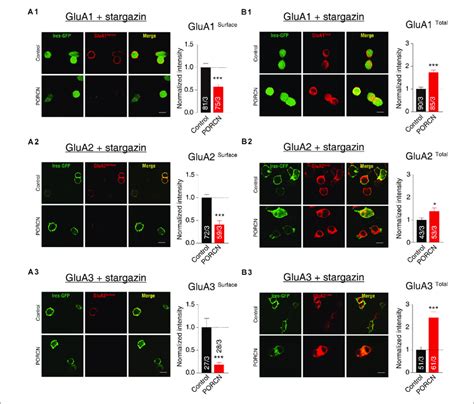 The Overexpression Of Porcn Suppressed The Surface Expression Of