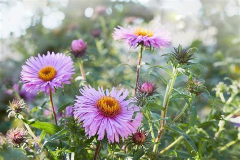 Native Plants That Thrive In Clay Soil Native Plants Clay Soil