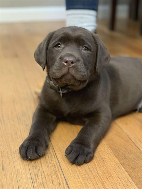 Chocolate Lab Puppies Iowa - dopi